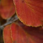 Haemamelus Fall Leaves